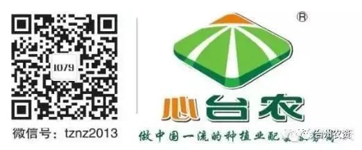 果實(shí)接近成熟，警惕柑橘表面各種油胞病